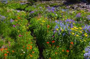 Wildflowers along Fall Creek-5977.jpg